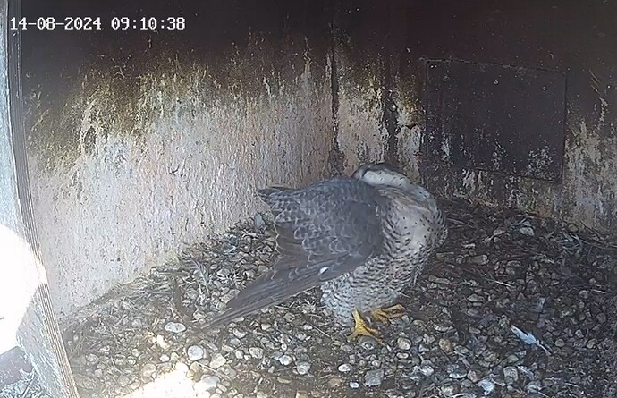 Screenshot_20240814-100657_Chrome