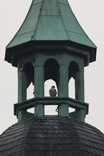 Turm-Falke