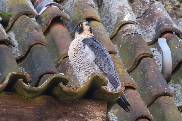 Falco Sonntagfrüh 1