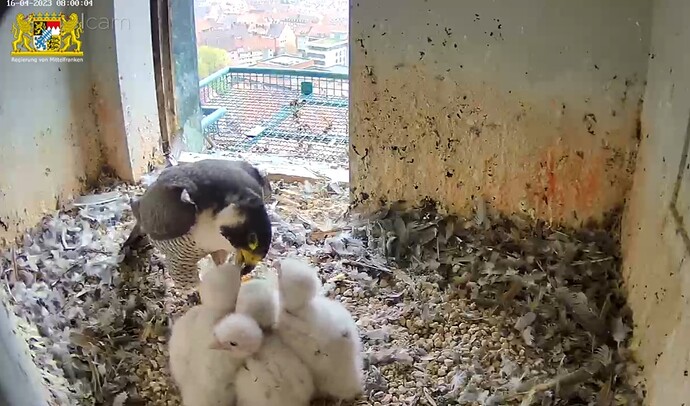 Screenshot_20230416-080031_Samsung Internet