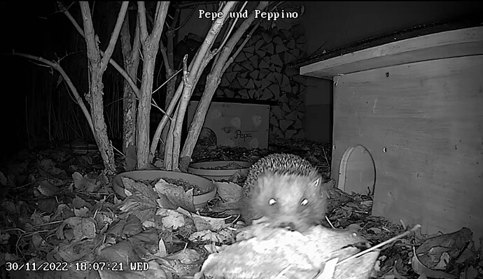 Screenshot_20221130-194319_Video Editor