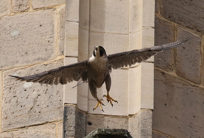 Wanda Osterflug 2