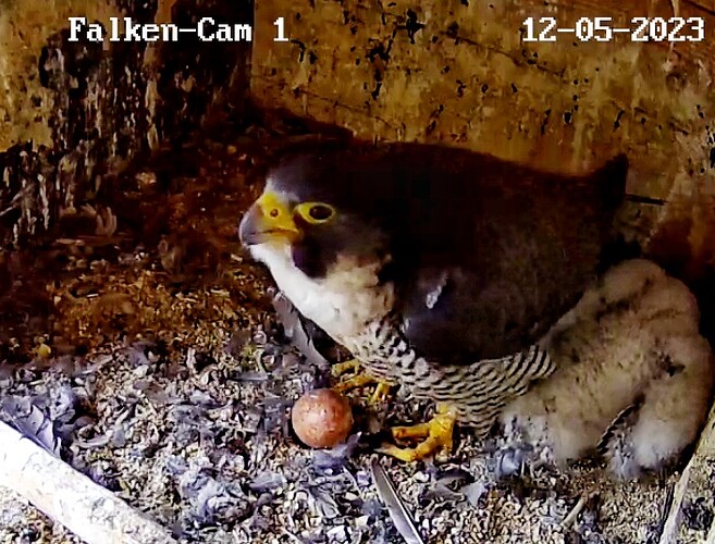 Screenshot_20230512-070436-01