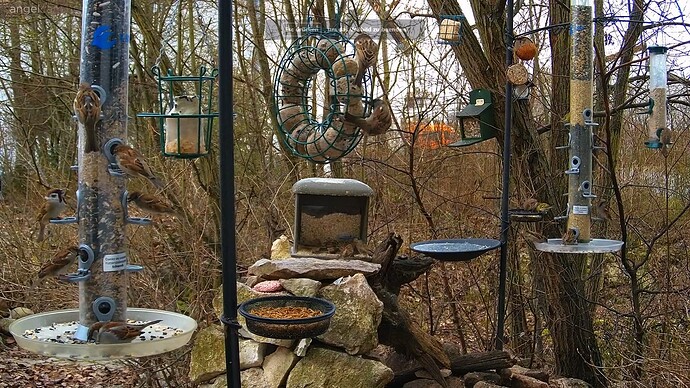 Spatzenfrühstück 13.01.24
