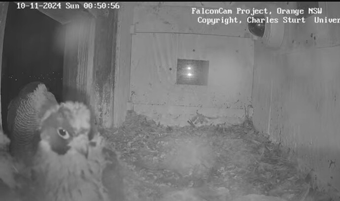 Screenshot_20241109_145115_Chrome