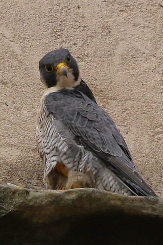 Falco Sonntag 12a