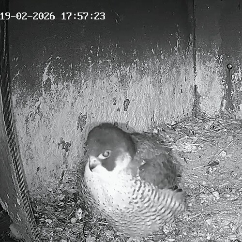 Screenshot_2026-02-19-17-50-47-665_com.android.chrome~2