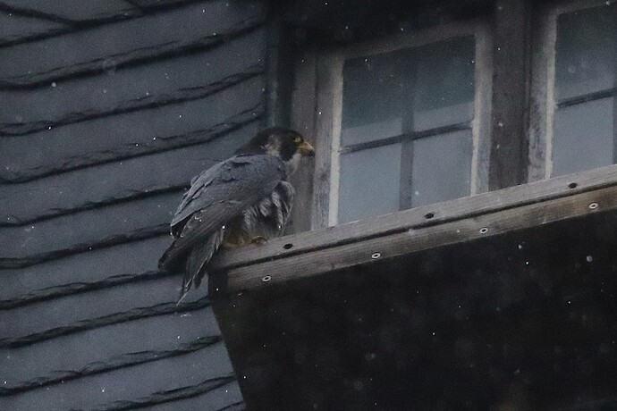 Wanda im Regen 1