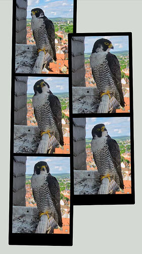 20260606_171645-COLLAGE