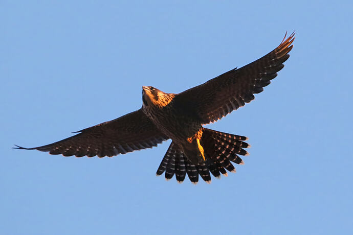 Jungfalke abends 19a