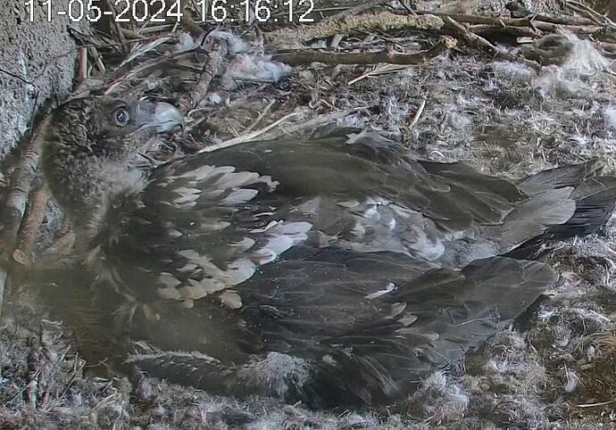 Screenshot_2024-05-11-16-17-18-415_com.android.chrome