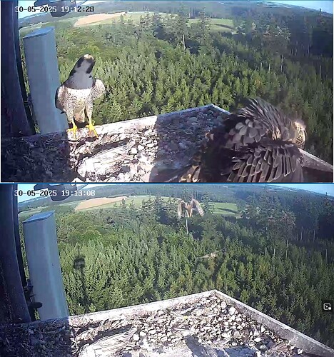 Freddy hat gerade geliefert+2