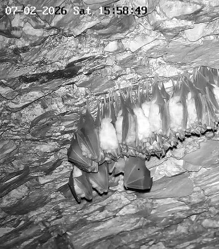 2026-02-7_3a ab 15.00  Hufi mit beschädigter Flughaut