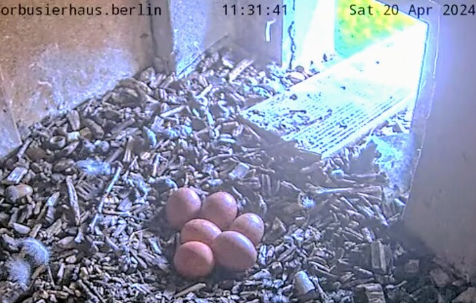 Screenshot_2024-04-20-12-45-26-337_com.google.android.youtube