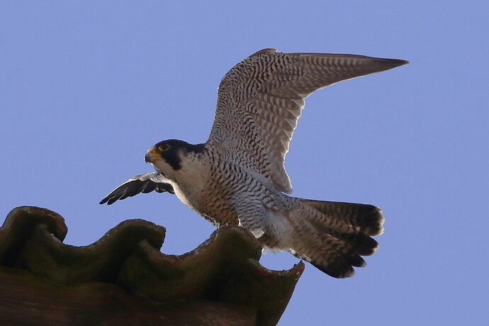 Falco Start 1