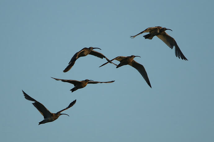 Brachvögel 1-4a