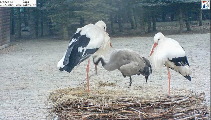 Screenshot_2025-02-05-08-43-40-599_com.google.android.youtube