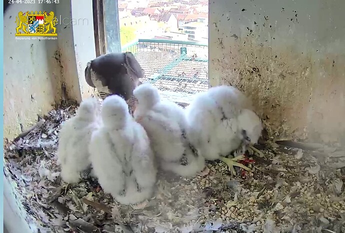 Screenshot_20230424-174705~2