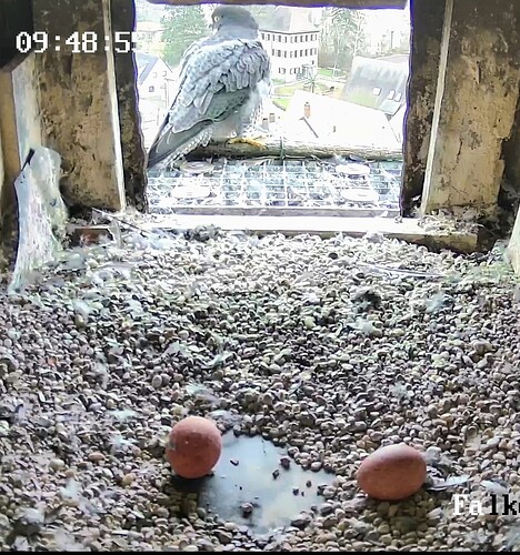 Screenshot_2025-03-14-08-49-17-850_com.android.chrome