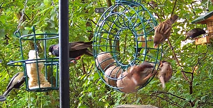 Tumult am Futterplatz 22.05.24