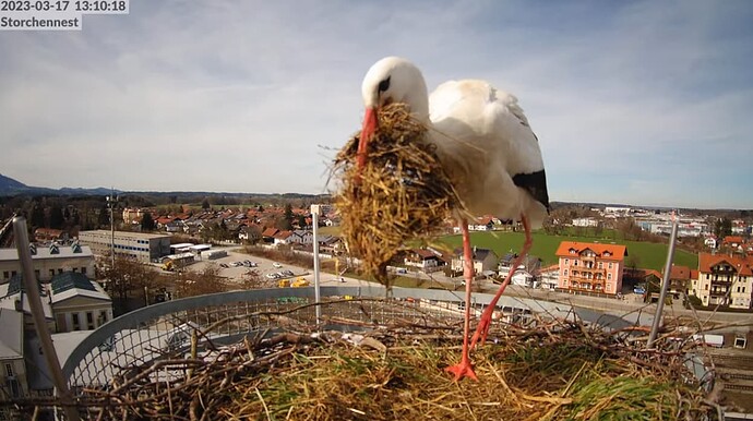 2023-03-17 13_18_21-LIVE Storchennest Freilassing - YouTube und 3 weitere Seiten - Persönlich – Micr