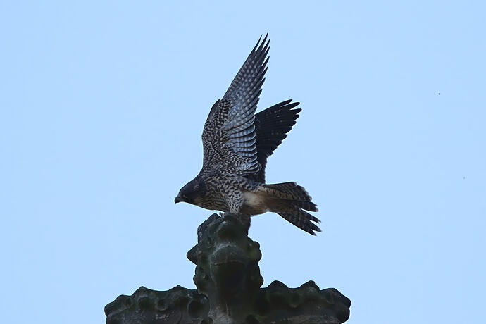 Jungfalke abends 1a