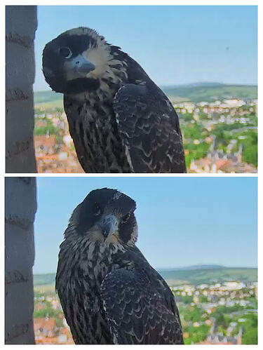 20260529_155142-COLLAGE