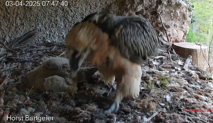 Screenshot_20250403_074854_Chrome