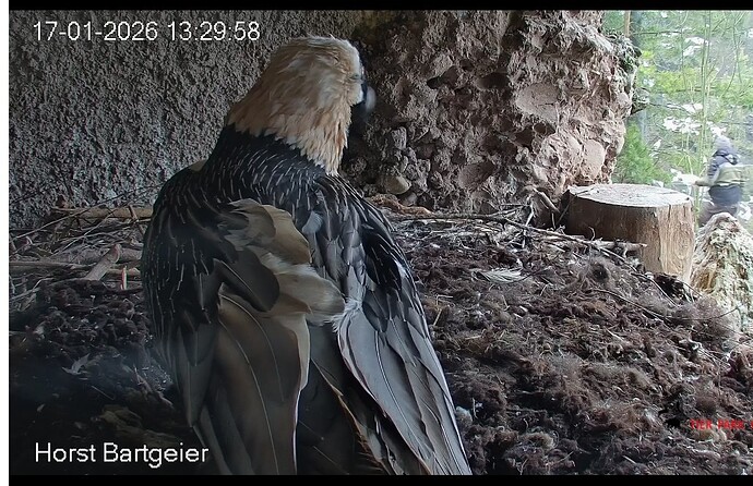 Screenshot_2026-01-17-13-31-02-936_com.android.chrome