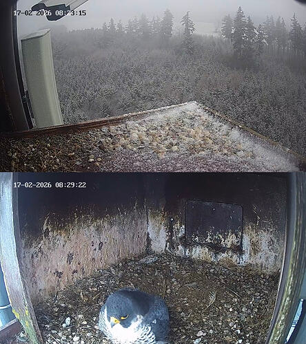 Screenshot_20260217_082305_Chrome