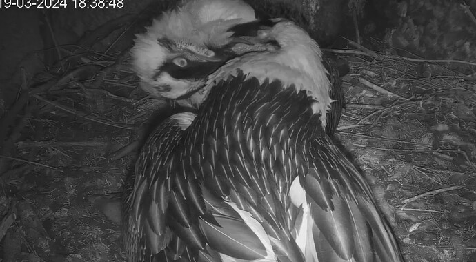 Hingebungsvoll gehen die Eltern miteinander um 19.03.24