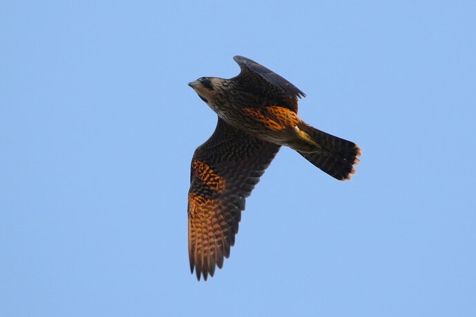 Nummer 3 im Abendlicht 1
