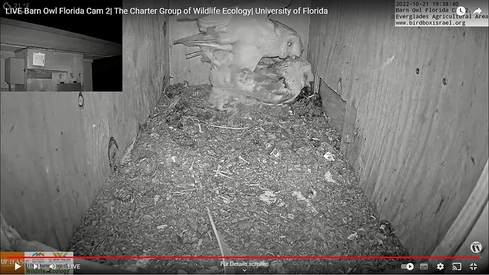 barnowl2