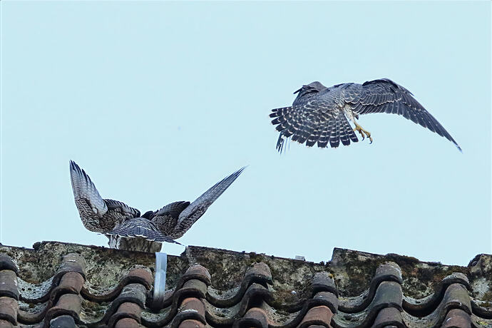 Jungfalke abends 13a