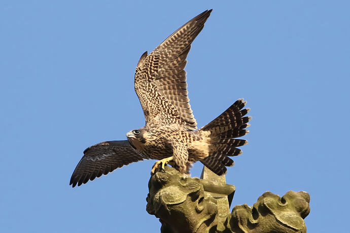 Jungfalke abends 7a