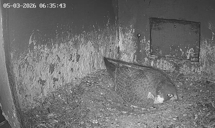 Screenshot_20260305_062902_Chrome