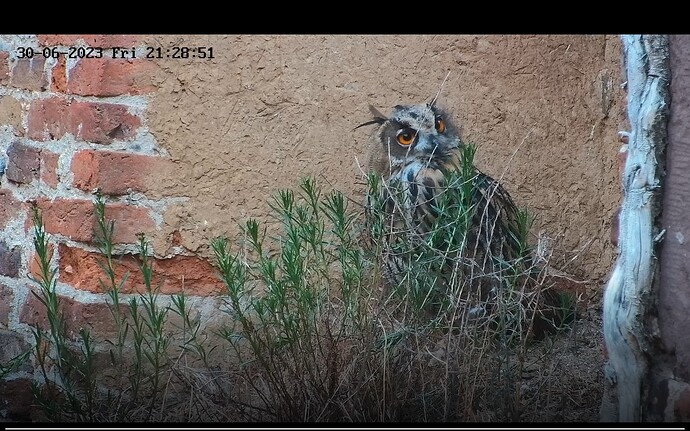 Screenshot_20230630-212913_Chrome