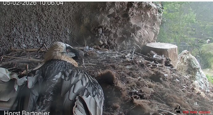 H in Sichtweite  05.02.26