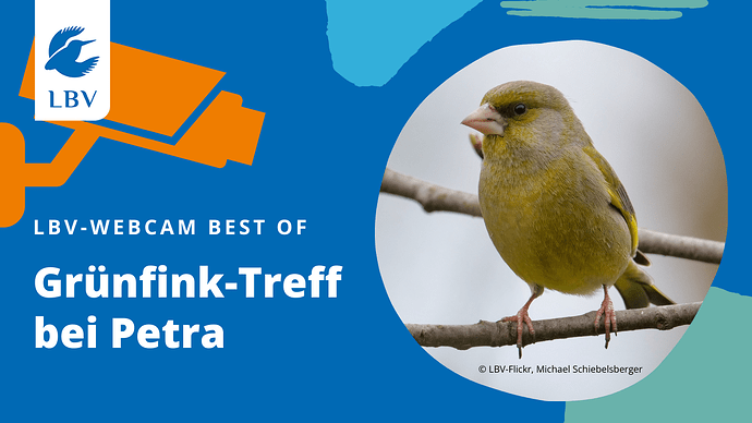 Grünfink-Treff bei Petra