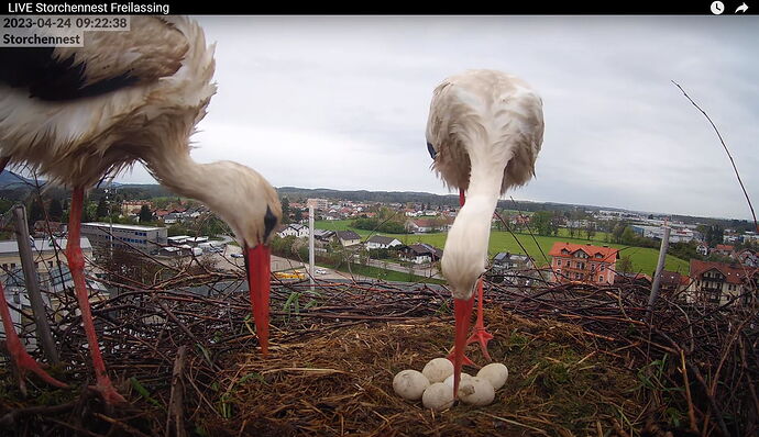 Snap_2023.04.24_09h24m46s_011_