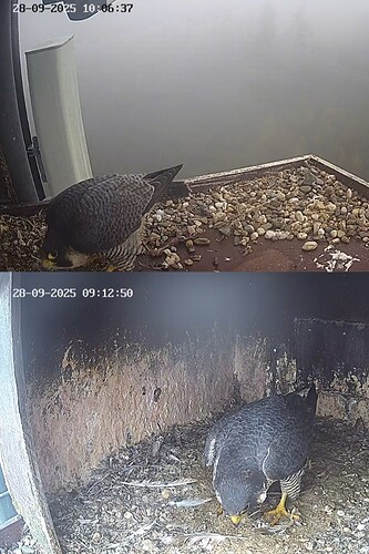 Screenshot_20250928_100714_Chrome