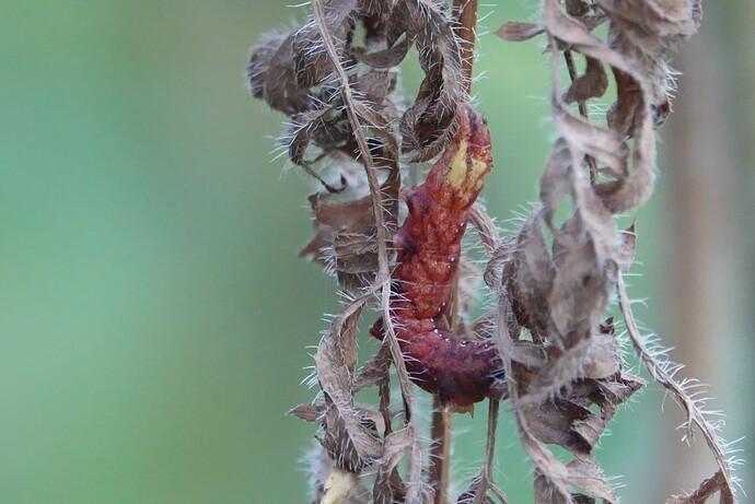 DSC02831_1
