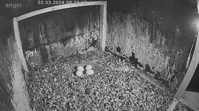 Snap_2024.03.02_06h33m39s_001_