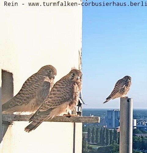 Screenshot_2024-06-16-06-16-05-256_com.android.chrome