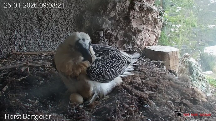 H hat wieder Ei 25.01.26