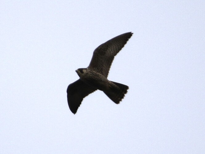 Jungvogel Suchflug 1