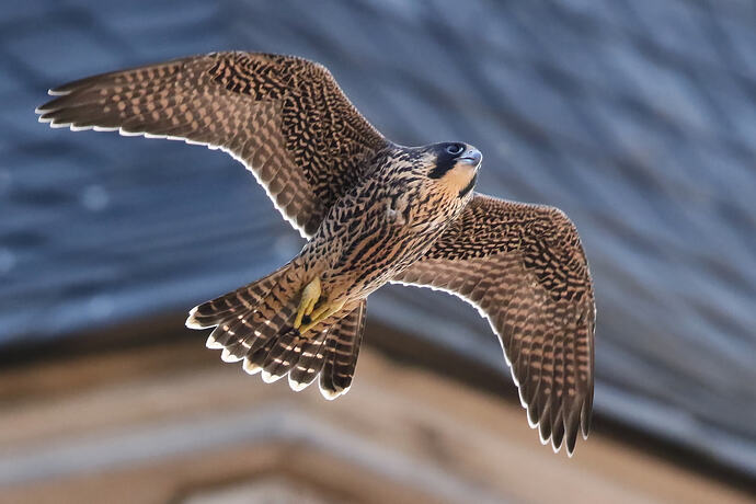 Jungfalke 10b