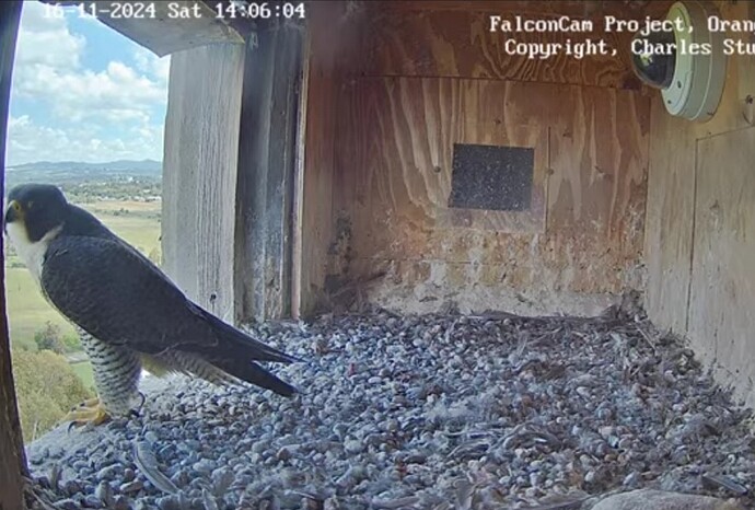 Screenshot_20241116_040623_Chrome