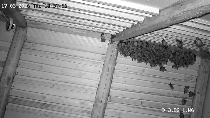 2026-03-16_1 Hufis kurz vor dem Jagdausflug