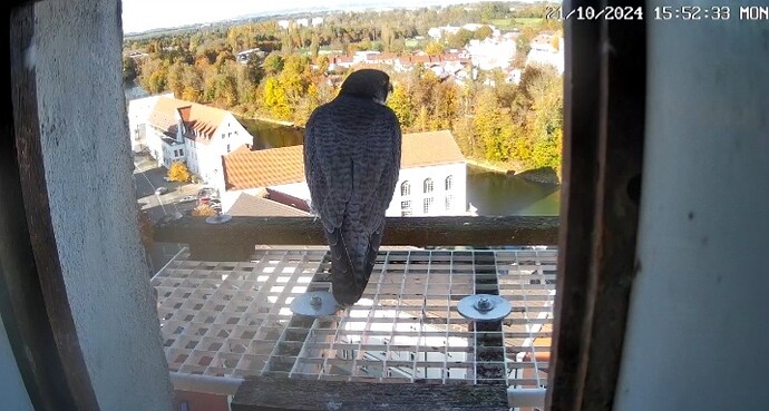 Screenshot_20241021-155257_DuckDuckGo